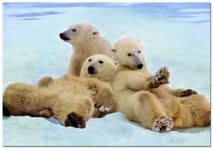 Puzzles de Osos polares - Puzzle de 3 osos polares de 500 piezas