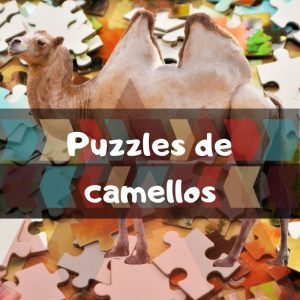 Los mejores puzzles de camellos